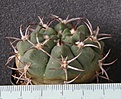 Нажмите на изображение для увеличения.

Название:	Gymnocalycium_carminanthum_-_300p
Просмотров:	361
Размер:	234.6 Кб
ID:	351757