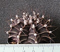 Нажмите на изображение для увеличения.

Название:	Gymnocalycium_brevistylum_400p
Просмотров:	357
Размер:	191.6 Кб
ID:	351758