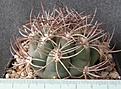 Нажмите на изображение для увеличения.

Название:	Gymnocalycium_saglionis_VG1043_-_450p
Просмотров:	379
Размер:	220.8 Кб
ID:	351759