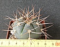 Нажмите на изображение для увеличения.

Название:	Gymnocalycium_cardenasianum_-_350p
Просмотров:	366
Размер:	197.7 Кб
ID:	351760