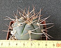 Нажмите на изображение для увеличения.

Название:	Gymnocalycium_cardenasianum_-_350p
Просмотров:	350
Размер:	197.7 Кб
ID:	351760