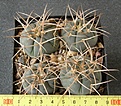 Нажмите на изображение для увеличения.

Название:	Gymnocalycium_cardenasianum_-_200-300p
Просмотров:	357
Размер:	207.4 Кб
ID:	351761