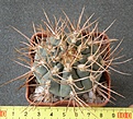 Нажмите на изображение для увеличения.

Название:	Gymnocalycium_moserianum_-_400p
Просмотров:	354
Размер:	202.3 Кб
ID:	351762