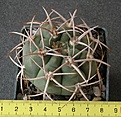 Нажмите на изображение для увеличения.

Название:	Gymnocalycium_mostii_ferocior_-_400p
Просмотров:	360
Размер:	213.4 Кб
ID:	351763
