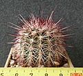 Нажмите на изображение для увеличения.

Название:	Echinocereus_viridiflorus_SB506_-_300p
Просмотров:	375
Размер:	225.8 Кб
ID:	351764