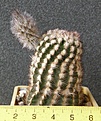 Нажмите на изображение для увеличения.

Название:	Echinocereus_reichenbachii_HK1228_-_400p
Просмотров:	358
Размер:	224.7 Кб
ID:	351765