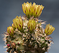 Нажмите на изображение для увеличения.

Название:	Echinocereus viridiflorus var-davisii.jpg
Просмотров:	162
Размер:	214.4 Кб
ID:	351794