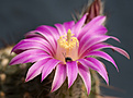 Нажмите на изображение для увеличения.

Название:	Echinocereus spec-3.jpg
Просмотров:	158
Размер:	222.9 Кб
ID:	351795