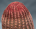 Нажмите на изображение для увеличения.

Название:	Echinocereus rigidissimus var-rubrispinus.jpg
Просмотров:	156
Размер:	206.9 Кб
ID:	351796