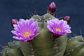 Нажмите на изображение для увеличения.

Название:	Echinocereus knippelianus-5.jpg
Просмотров:	160
Размер:	162.4 Кб
ID:	351797