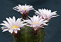 Нажмите на изображение для увеличения.

Название:	Echinocereus knippelianus.jpg
Просмотров:	164
Размер:	160.7 Кб
ID:	351798