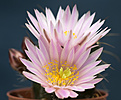 Нажмите на изображение для увеличения.

Название:	Echinocereus knippelianus-4.jpg
Просмотров:	172
Размер:	194.9 Кб
ID:	351799