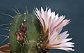 Нажмите на изображение для увеличения.

Название:	Echinocereus knippelianus-3.jpg
Просмотров:	148
Размер:	188.8 Кб
ID:	351800