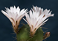Нажмите на изображение для увеличения.

Название:	Echinocereus knippelianus-2.jpg
Просмотров:	176
Размер:	194.3 Кб
ID:	351801