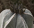 Нажмите на изображение для увеличения.

Название:	Astrophytum myriostigma.jpg
Просмотров:	172
Размер:	210.4 Кб
ID:	351802