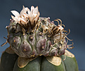 Нажмите на изображение для увеличения.

Название:	Turbinicarpus spec-cristata.jpg
Просмотров:	175
Размер:	206.3 Кб
ID:	351804