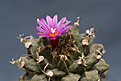 Нажмите на изображение для увеличения.

Название:	Turbinicarpus alonsoi.jpg
Просмотров:	169
Размер:	190.1 Кб
ID:	351805