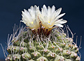 Нажмите на изображение для увеличения.

Название:	Strombocactus disciformis.jpg
Просмотров:	174
Размер:	183.0 Кб
ID:	351809