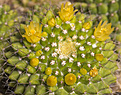 Нажмите на изображение для увеличения.

Название:	Mammillaria marksiana.jpg
Просмотров:	152
Размер:	196.9 Кб
ID:	351812