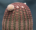 Нажмите на изображение для увеличения.

Название:	Echinocereus rigidissimus var. rubrispinus.jpg
Просмотров:	149
Размер:	224.4 Кб
ID:	351815