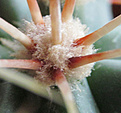 Нажмите на изображение для увеличения.

Название:	ferocactus.jpg
Просмотров:	193
Размер:	140.5 Кб
ID:	351825
