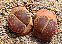 Нажмите на изображение для увеличения.

Название:	Lithops_aucampiae_C325_800pcs.jpg
Просмотров:	166
Размер:	237.2 Кб
ID:	351846