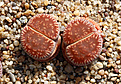 Нажмите на изображение для увеличения.

Название:	Lithops_aucampiae_var_euniceae_LMP4_800pcs.jpg
Просмотров:	170
Размер:	223.3 Кб
ID:	351847