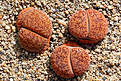 Нажмите на изображение для увеличения.

Название:	Lithops_aucampiae_var_koelemannii_C016_800pcs.jpg
Просмотров:	177
Размер:	247.1 Кб
ID:	351848