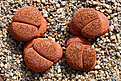 Нажмите на изображение для увеличения.

Название:	Lithops_aucampiae_var_koelemannii_C256_800pcs.jpg
Просмотров:	178
Размер:	244.8 Кб
ID:	351849