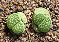 Нажмите на изображение для увеличения.

Название:	Lithops_julii_'Fullergreen’_800pcs.jpg
Просмотров:	186
Размер:	222.8 Кб
ID:	351850