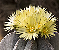 Нажмите на изображение для увеличения.

Название:	Astrophytum myriostigma-2.jpg
Просмотров:	134
Размер:	193.8 Кб
ID:	351879