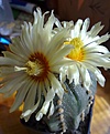 Нажмите на изображение для увеличения.

Название:	Astrophytum asterias.jpg
Просмотров:	202
Размер:	198.4 Кб
ID:	351888