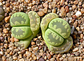 Нажмите на изображение для увеличения.

Название:	Lithops_otzeniana_'Aquamarine'.jpg
Просмотров:	167
Размер:	244.8 Кб
ID:	351892