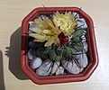 Нажмите на изображение для увеличения.

Название:	Copiapoa uhligiana.JPG
Просмотров:	196
Размер:	234.0 Кб
ID:	351916
