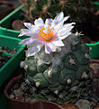 Нажмите на изображение для увеличения.

Название:	Turbinicarpus-lophophoroides.jpg
Просмотров:	186
Размер:	247.4 Кб
ID:	351926