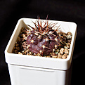Нажмите на изображение для увеличения.

Название:	Discocactus_crystallophilus_HU582.jpg
Просмотров:	268
Размер:	186.3 Кб
ID:	351946