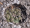 Нажмите на изображение для увеличения.

Название:	Turbinicarpus lophophoroides 1.jpg
Просмотров:	167
Размер:	231.1 Кб
ID:	351970