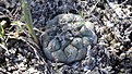 Нажмите на изображение для увеличения.

Название:	Turbinicarpus lophophoroides.jpg
Просмотров:	170
Размер:	131.3 Кб
ID:	351971