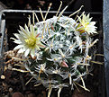 Нажмите на изображение для увеличения.

Название:	Mammillaria-duwei.jpg
Просмотров:	151
Размер:	248.0 Кб
ID:	351976