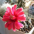 Нажмите на изображение для увеличения.

Название:	Gymnocalycium_baldianum_P127_9y.JPG
Просмотров:	150
Размер:	97.7 Кб
ID:	352011