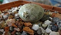 Нажмите на изображение для увеличения.

Название:	Puna bonniae  GP 84.JPG
Просмотров:	250
Размер:	116.0 Кб
ID:	352136