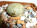 Нажмите на изображение для увеличения.

Название:	Puna bonniae GP 84.JPG
Просмотров:	261
Размер:	138.2 Кб
ID:	352137