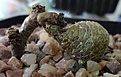 Нажмите на изображение для увеличения.

Название:	Puna clavarioides VG 1149.JPG
Просмотров:	249
Размер:	121.2 Кб
ID:	352138