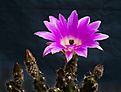 Нажмите на изображение для увеличения.

Название:	Echinocereus procumbens-1.jpg
Просмотров:	180
Размер:	217.1 Кб
ID:	352143