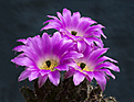 Нажмите на изображение для увеличения.

Название:	Echinocereus procumbens-2.jpg
Просмотров:	170
Размер:	179.9 Кб
ID:	352144