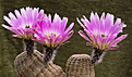 Нажмите на изображение для увеличения.

Название:	Echinocereus pectinatus.jpg
Просмотров:	172
Размер:	214.7 Кб
ID:	352145