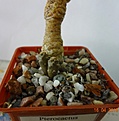 Нажмите на изображение для увеличения.

Название:	Pterocactus aoracanus.JPG
Просмотров:	258
Размер:	149.8 Кб
ID:	352146