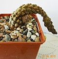 Нажмите на изображение для увеличения.

Название:	Pterocactus  reticulatus GP 96.JPG
Просмотров:	244
Размер:	125.9 Кб
ID:	352147
