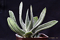 Нажмите на изображение для увеличения.

Название:	Gasteria_gracilis_'Silver'.jpg
Просмотров:	471
Размер:	132.7 Кб
ID:	352160