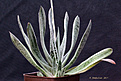Нажмите на изображение для увеличения.

Название:	Gasteria_'Silver_Stripes'.jpg
Просмотров:	486
Размер:	161.0 Кб
ID:	352161